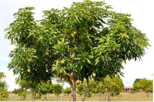 bijou bois de mangue par Ritama