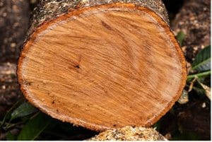 bijou bois de mangue par Ritama