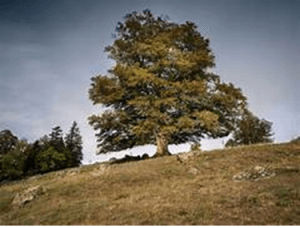 bijou hêtre par Ritama