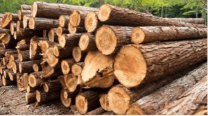 Sagwan wood Bijoux Ritama